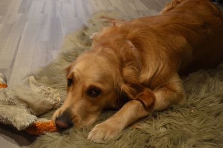 HALLO Biete wunderschöne reinrassige Golden Retriever