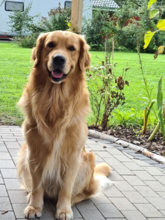 HALLO Biete wunderschöne reinrassige Golden Retriever