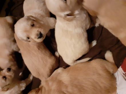 HALLO Biete wunderschöne reinrassige Golden Retriever