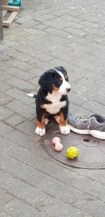 Wir haben noch 3 ganz wundervolle, süße Welpen