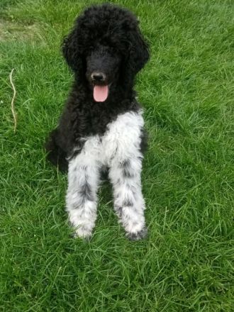 Wurfplanung Sommer 2022 Weitere Informationen auf