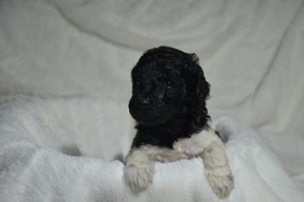 Wurfplanung Sommer 2022 Weitere Informationen auf