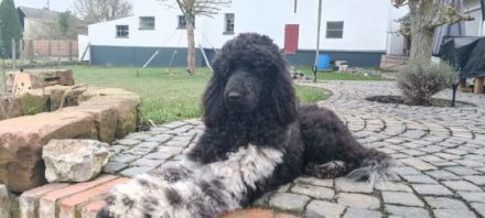 Wurfplanung Sommer 2022 Weitere Informationen auf