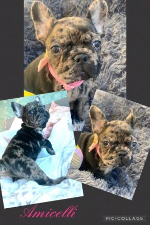 Am 01.01.22 hat unsere reinrassige Französische