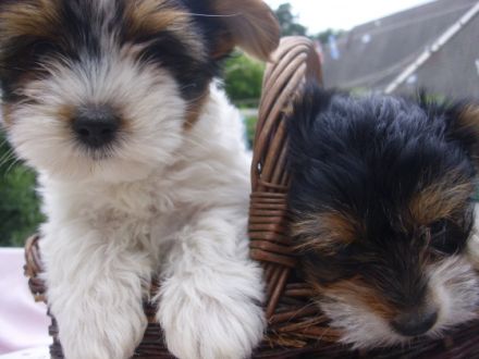 Eine lieber Rüde sucht Dich oder Euch zum Kuscheln -