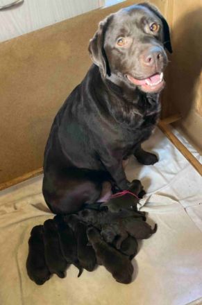 Am 22.02.2022 bekam unser Yanka 8 kleine, süße