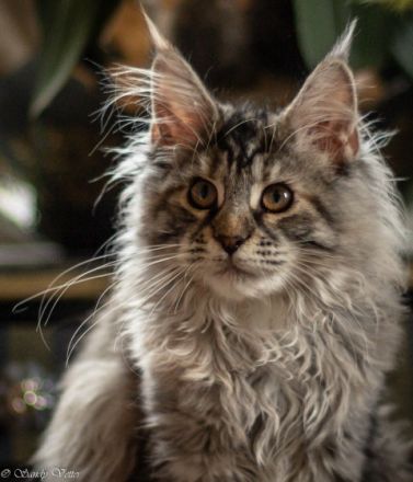 Angel of Moempelgard