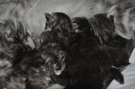 Angel of Moempelgard