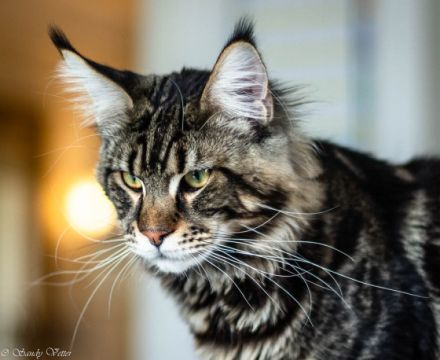 Angel of Moempelgard