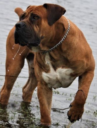 South Bavarian Boerboel