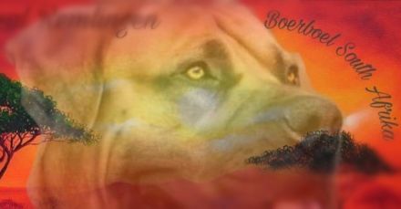 South Bavarian Boerboel