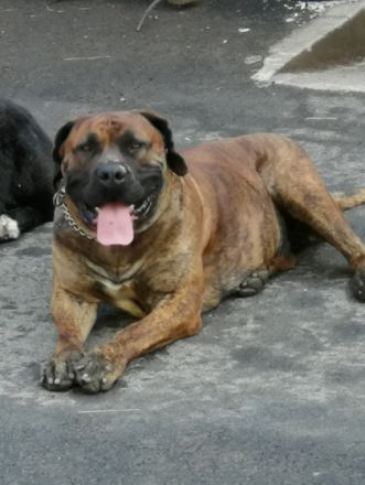 South Bavarian Boerboel
