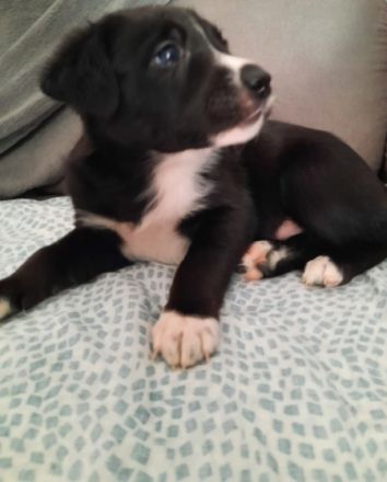 Zuckersüße Hunde Welpen jetzt 5 Wochen alt Corso Corso