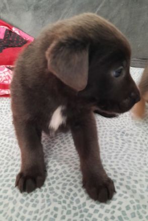 Zuckersüße Hunde Welpen jetzt 5 Wochen alt Corso Corso