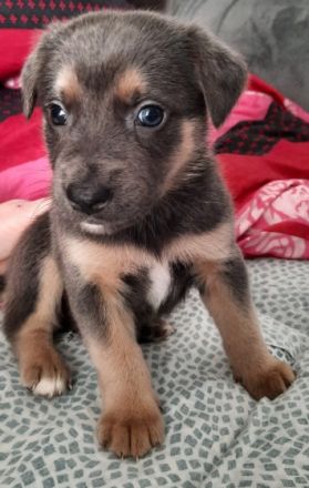 Zuckersüße Hunde Welpen jetzt 5 Wochen alt Corso Corso