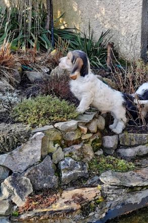 Eine kleine seriöse Familienzucht empfiehlt Traumschöne