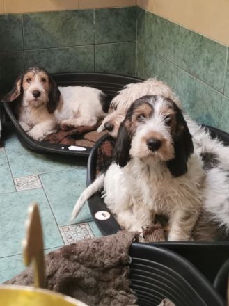 Eine kleine seriöse Familienzucht empfiehlt Traumschöne