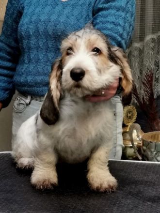 Eine kleine seriöse Familienzucht empfiehlt Traumschöne