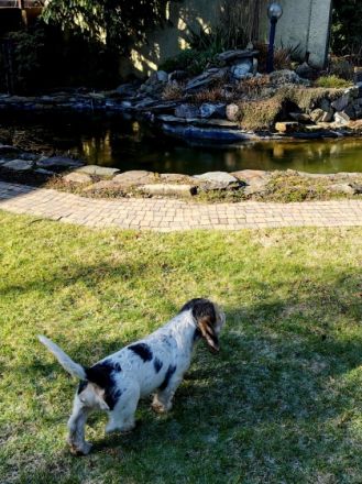 Eine kleine seriöse Familienzucht empfiehlt Traumschöne