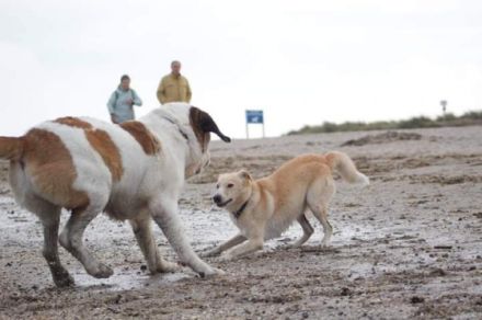Ace ist ein 4Jahre alter kastrierter Mischlings-Rüde.