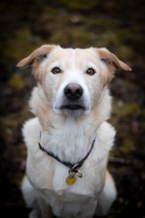 Ace ist ein 4Jahre alter kastrierter Mischlings-Rüde.