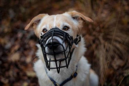 Ace ist ein 4Jahre alter kastrierter Mischlings-Rüde.