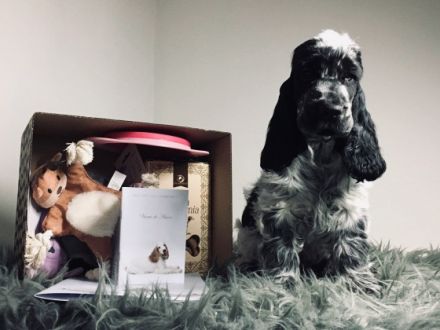 Im Zucht Viento de Amor haben wir noch 2 freie