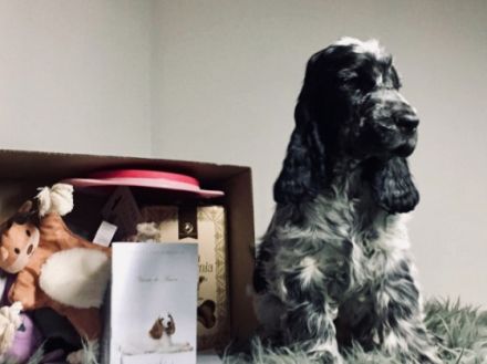 Im Zucht Viento de Amor haben wir noch 2 freie