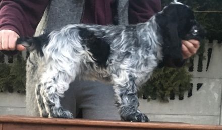 Im Zucht Viento de Amor haben wir noch 2 freie