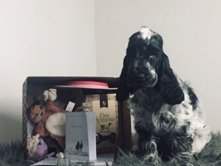 Im Zucht Viento de Amor haben wir noch 2 freie