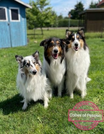 Collies of Passion