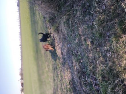 Wunderschöne welben jetzt 9 Wochen alt. Mama nala