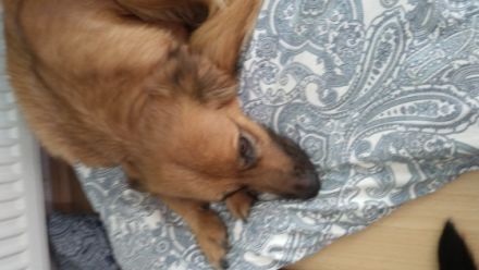 Wunderschöne welben jetzt 9 Wochen alt. Mama nala