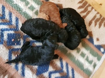 Hallo es suchen noch Zwergpudelwelpen ein neues Zuhause