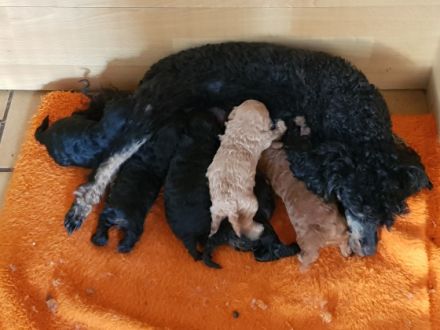 Hallo es suchen noch Zwergpudelwelpen ein neues Zuhause