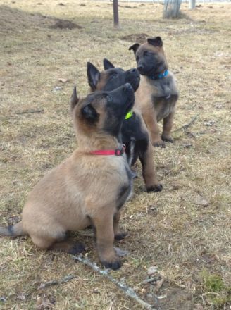 Verkauf - Welpen Belgischer Schäferhund Malinois mit