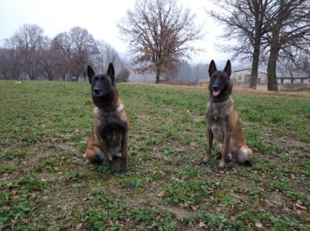 Verkauf - Welpen Belgischer Schäferhund Malinois mit