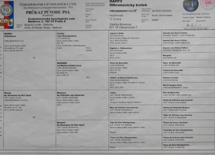 Verkauf - Welpen Belgischer Schäferhund Malinois mit