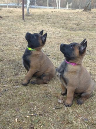 Verkauf - Welpen Belgischer Schäferhund Malinois mit