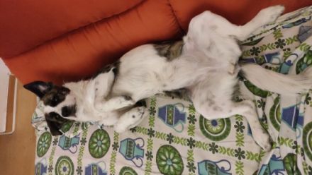 Sehr geehrte Damen und Herren mein Hund Molly kommt aus