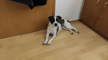Sehr geehrte Damen und Herren mein Hund Molly kommt aus