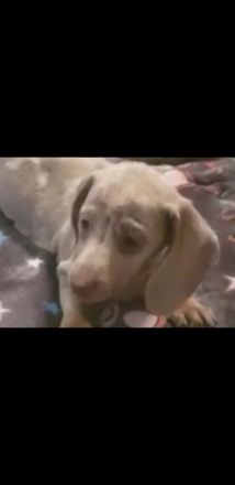 Meine süßen Dackel Welpen sind nun abgabebereit. Sie