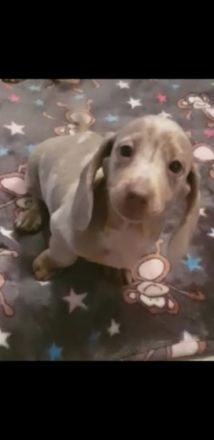 Meine süßen Dackel Welpen sind nun abgabebereit. Sie