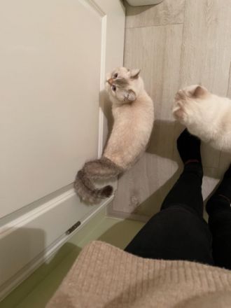 2 wunderschöne BKH Katzen, Hauskatze