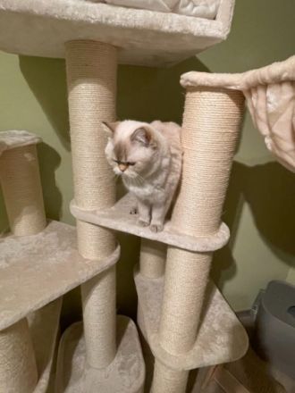 2 wunderschöne BKH Katzen, Hauskatze