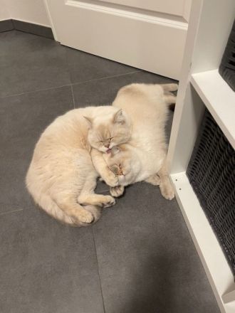 2 wunderschöne BKH Katzen, Hauskatze