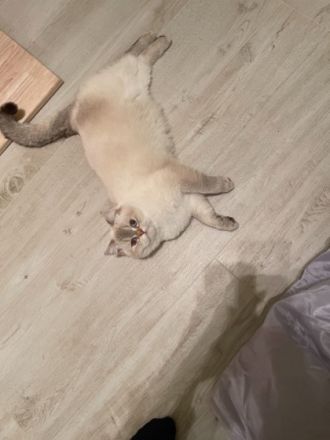 2 wunderschöne BKH Katzen, Hauskatze