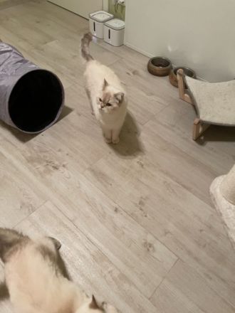 2 wunderschöne BKH Katzen, Hauskatze