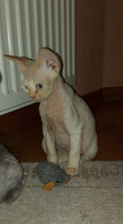 Aus unserem Wurf sucht noch ein Bub in creme smoke