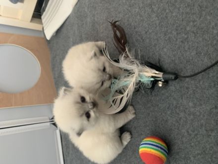 Unsere Katzen Mama hat am 13.02.2022 sechs gesunde